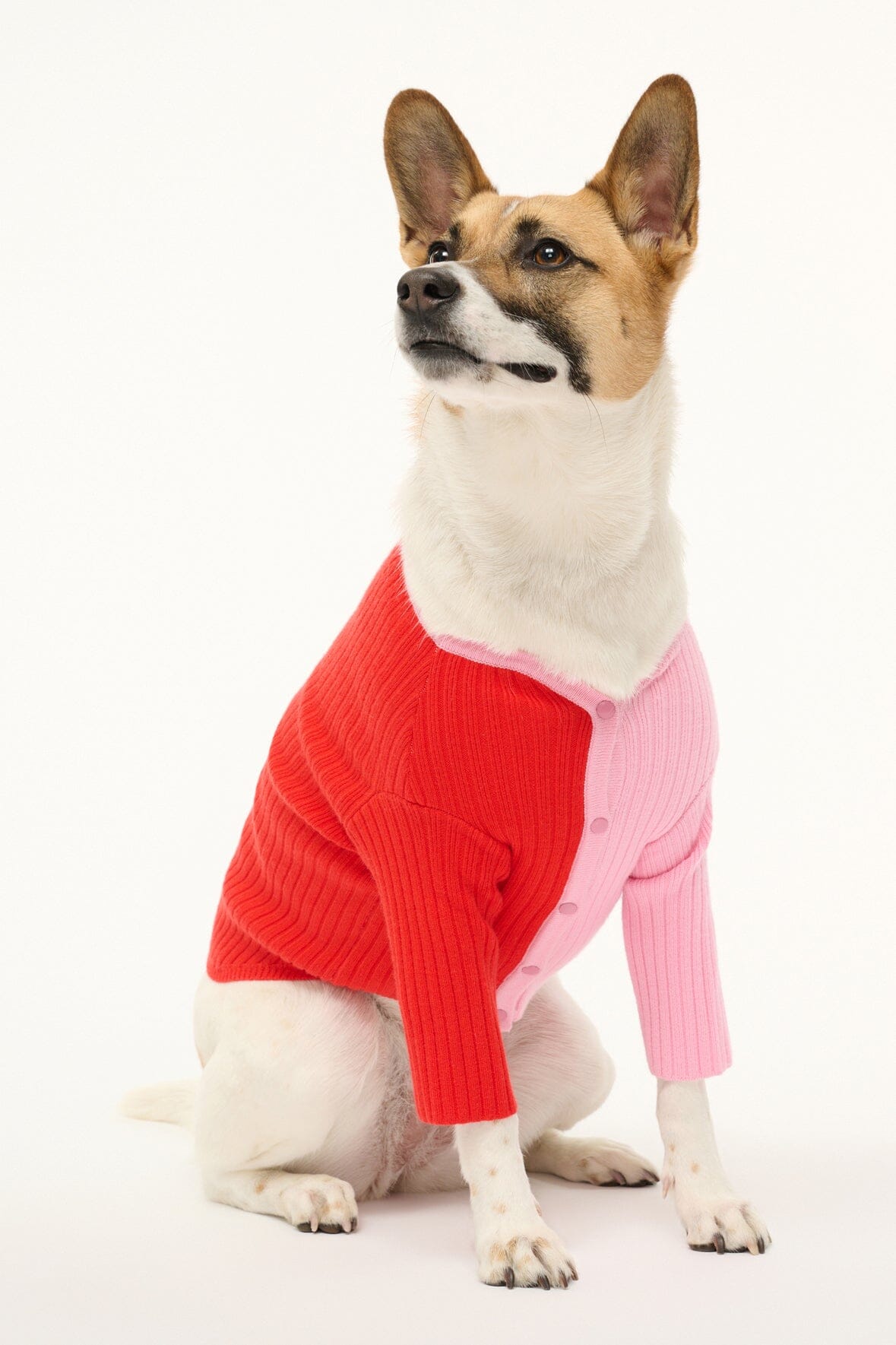 PET SHOKO SWEATER | POPPY ROSEBUD - Image 3