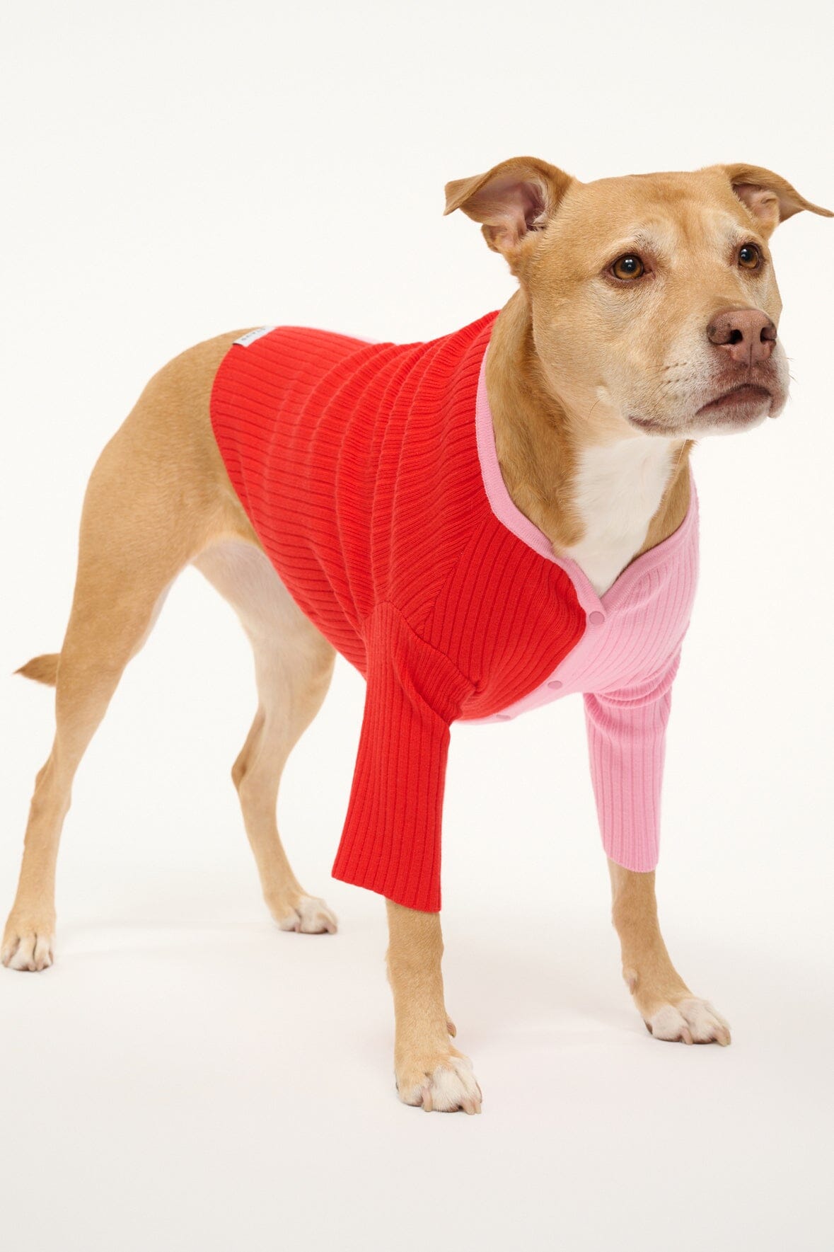 PET SHOKO SWEATER | POPPY ROSEBUD - Image 4